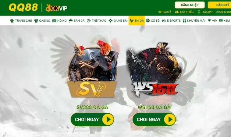 Đá Gà Tại QQ88: Đỉnh Cao Giải Trí Cá Cược Online 1 Sảnh cá cược đá gà hấp dẫn tại QQ88